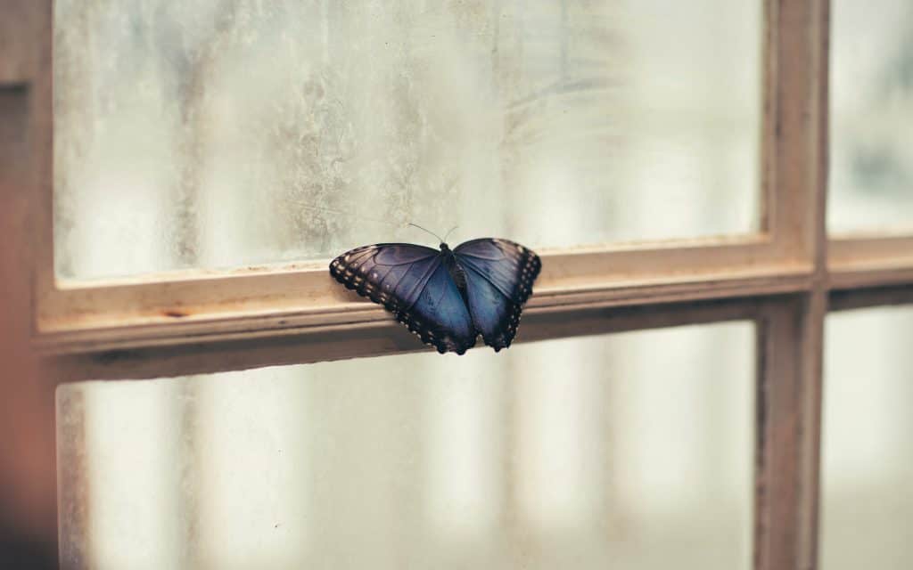 Feeling trapped in life? What to do 2 Butterfly on window to signify feeling trapped