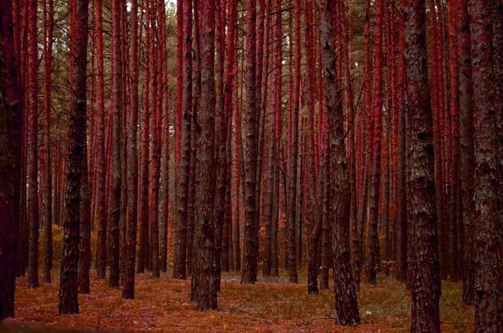 What to do when you don’t know what to do? 3 Thick forest in autumn