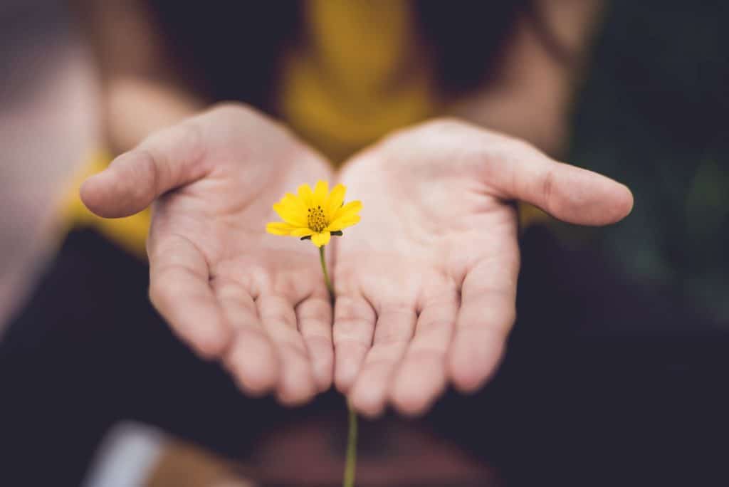 What you can do after you've made a huge mistake 2 Yellow flower held between two hands