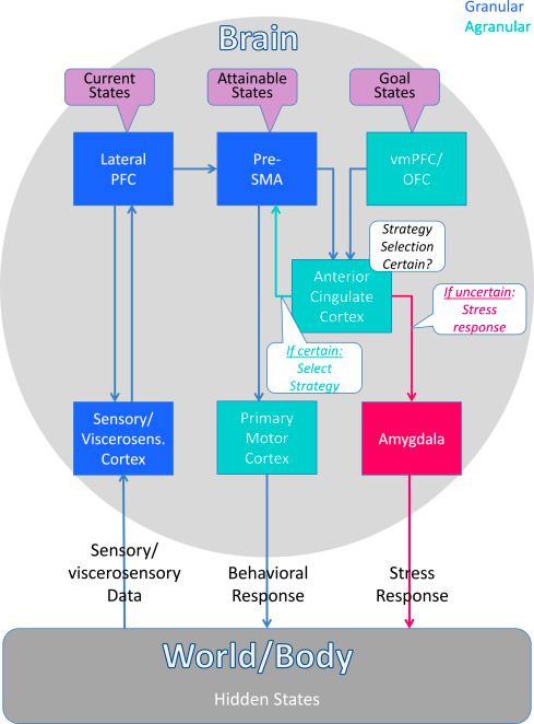 The Cognitive Neuroscience of COVID-19 5 DrSamImageCov1 1