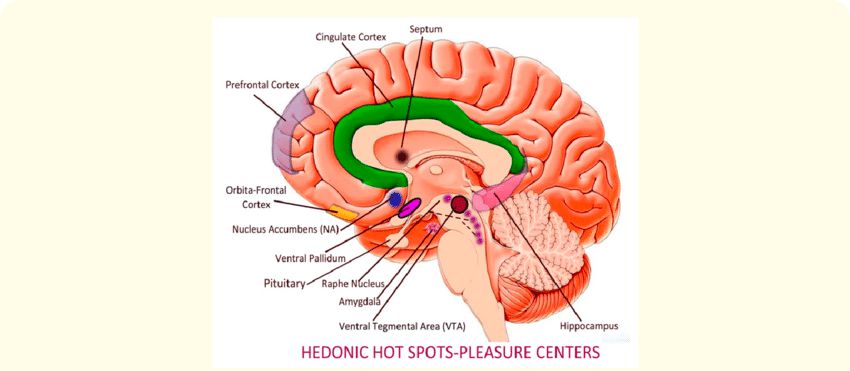 The Cognitive Neuroscience of COVID-19 4 DrSamImageCov3
