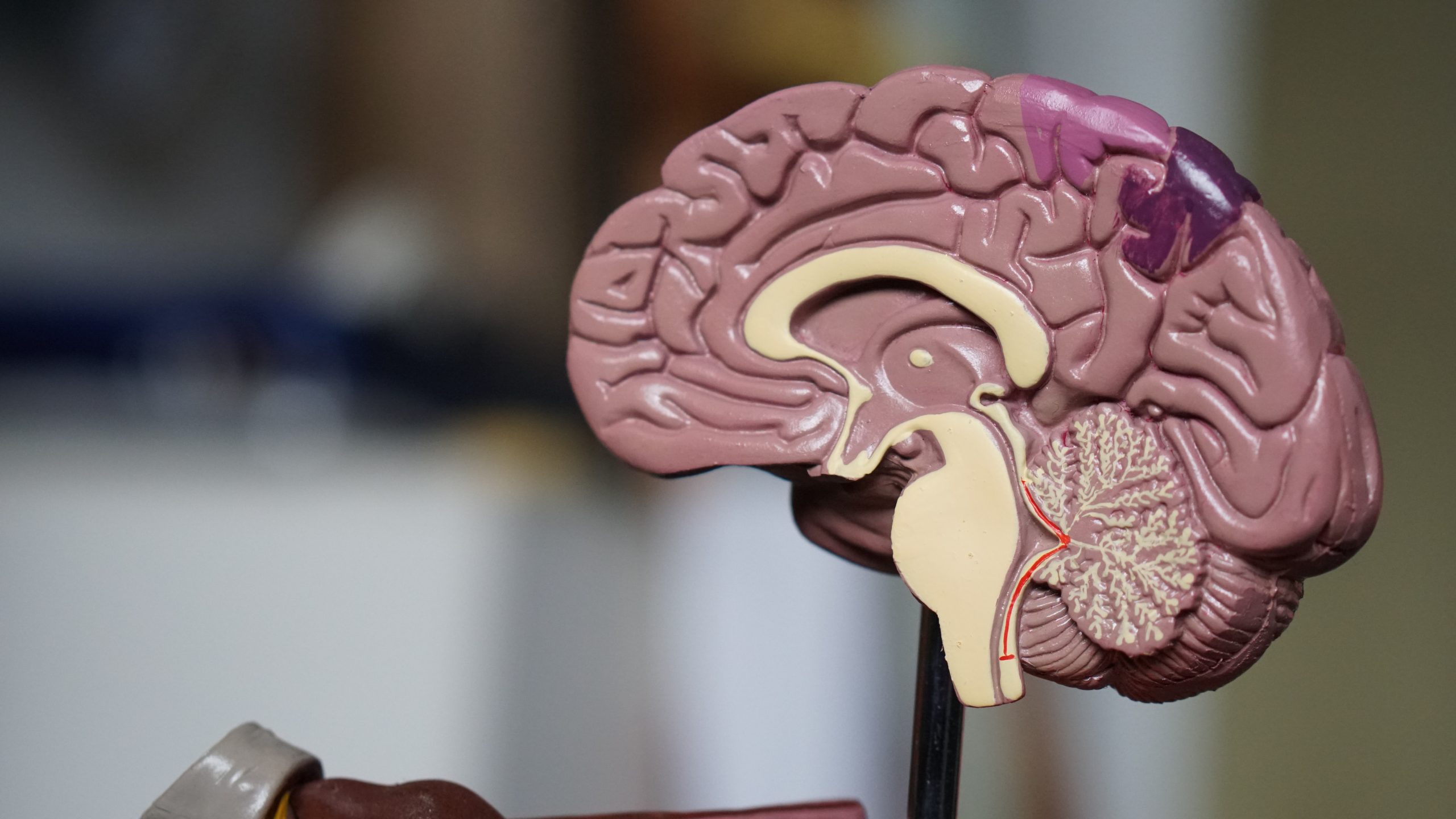 The Cognitive Neuroscience of COVID-19 6 robina weermeijer 3KGF9R 0oHs unsplash scaled