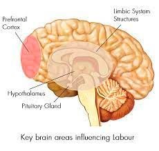The Neuroscience Of New Beginnings: Starting A New Chapter In Life 2 image 2
