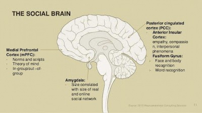 The Social Brain 2 image