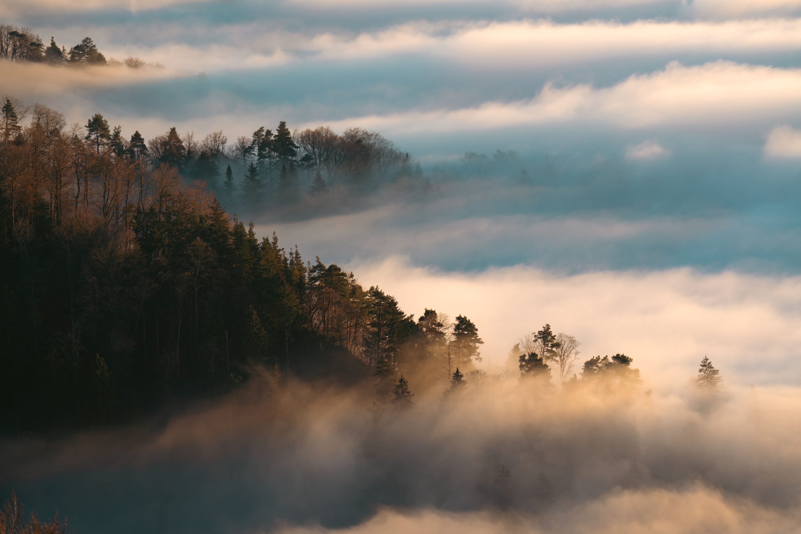 Misty forest landscape with golden morning light filtering through the trees